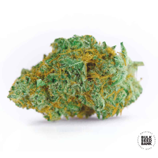 MASTER KUSH GRAND
